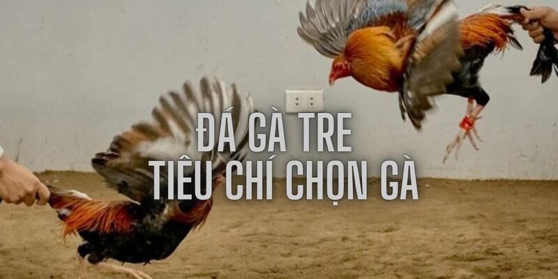 Nhận biết gà chiến, cá cược hiệu quả