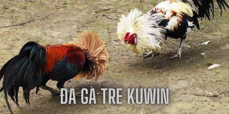 Đủ những tính năng hấp dẫn khi tham gia đá gà tre KUWIN